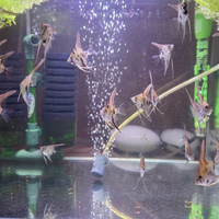 Pesce scalare koi x santa isabel