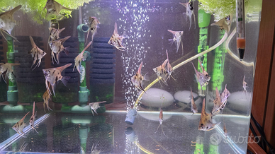 Pesce scalare koi x santa isabel