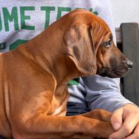 Stupendi cuccioli di razza Rhodesian Ridgeback