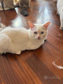Ragdoll maschietto