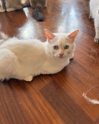 Ragdoll maschietto