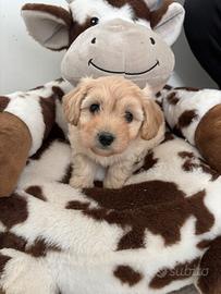 maltipoo