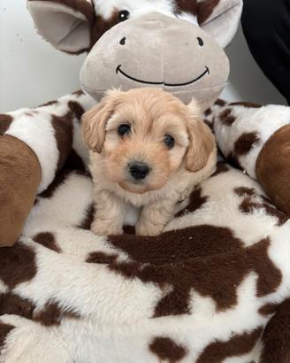 maltipoo