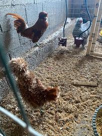 Padovane, moroseta, araucana inglese