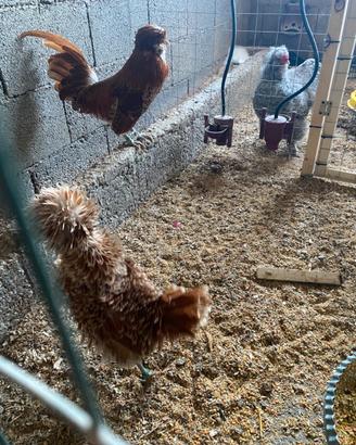 Padovane, moroseta, araucana inglese