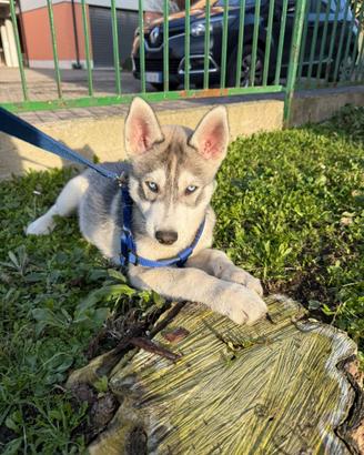 Siberian husky