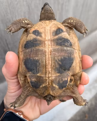 Tartarughe