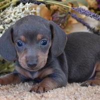 BASSOTTO NANO TEDESCO - BASSOTTI CUCCIOLI blu