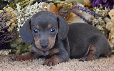 BASSOTTO NANO TEDESCO - BASSOTTI CUCCIOLI blu