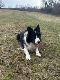 Border collie per monta