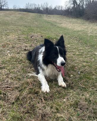 Border collie per monta