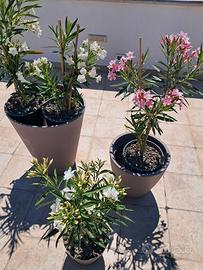 Oleandri di diversi colori fioriti