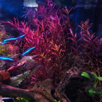 Rotala Rotundifolia 'H'Ra' Pianta Acquario