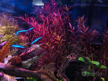 Rotala Rotundifolia 'H'Ra' Pianta Acquario