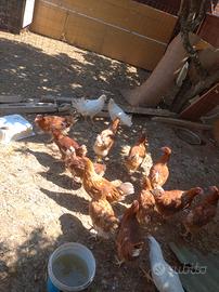 Galline ovaiole