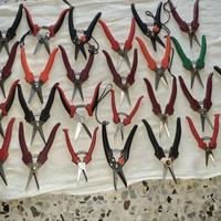 Forbici ✂️ x vendemia