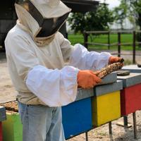 materiale apistico e arnie