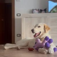 Cane golden Retriever ADOZIONE