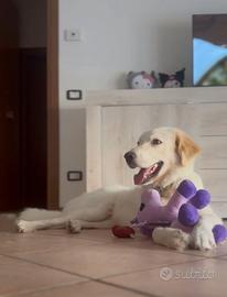 Cane golden Retriever ADOZIONE