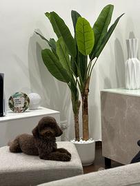 Monta Barboncino Nano chocolate pedigree