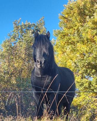 Cavallo stallone bardigiano