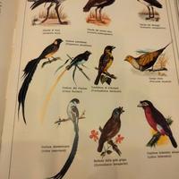 Enciclopedia degli animali 6 volumi