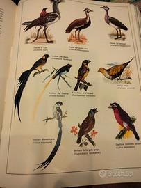 Enciclopedia degli animali 6 volumi