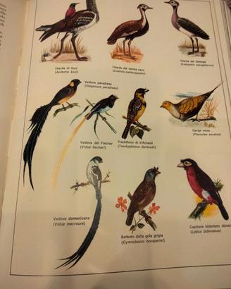 Enciclopedia degli animali 6 volumi