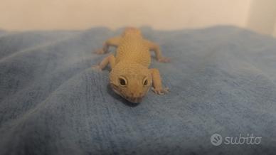 Geko leopardiano geko africano