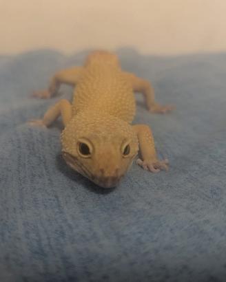 Geko leopardiano geko africano