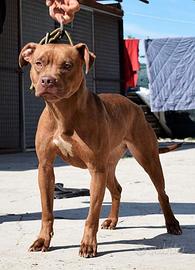 American pitbull terrier