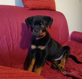 Cucciolo di rottweiler
