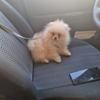 Spitz tedesco nano (Pomerania)