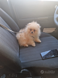 Spitz tedesco nano (Pomerania)