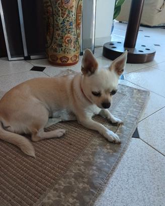 Chihuahua