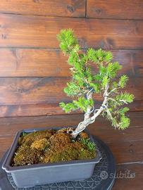 Bonsai di picea conica. Visita il profilo