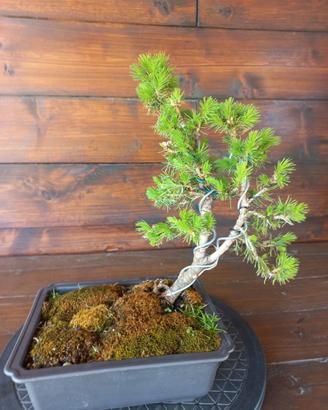 Bonsai di picea conica. Visita il profilo