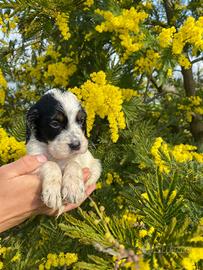 Cuccioli Setter Inglese - genealogia da beccaccini