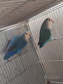 Coppia roseicollis NT cobalto per blu