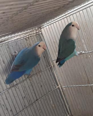 Coppia roseicollis NT cobalto per blu