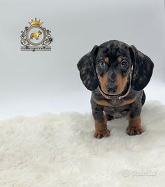 Femminuccia bassotto arlecchino silver