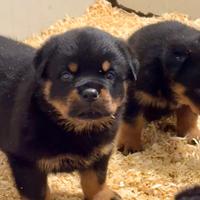 Cuccioli Rottweiler