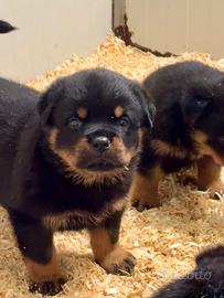 Cuccioli Rottweiler