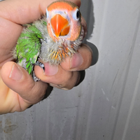 Pulli inseparabili fischer varie colorazioni