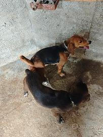 Cane da caccia