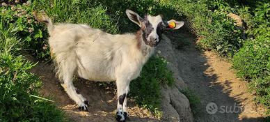 capretta tibetana