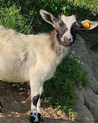capretta tibetana