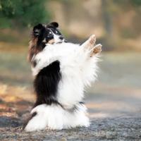 Pastore dello shetland lassie in miniatura