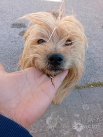 Spike e Zeus pinscher e yorkshire in adozione