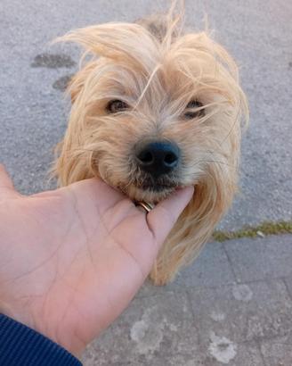 Spike e Zeus pinscher e yorkshire in adozione